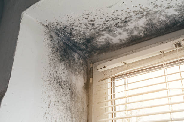 Affordable Black Mold Remediation solutions in Clarksville, MD